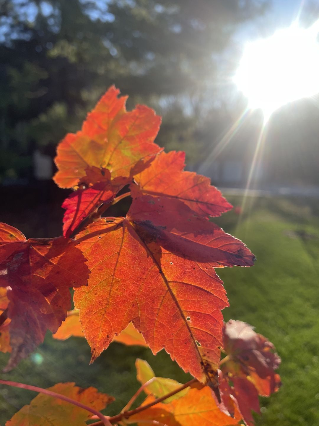 Red leaf backlit by sun