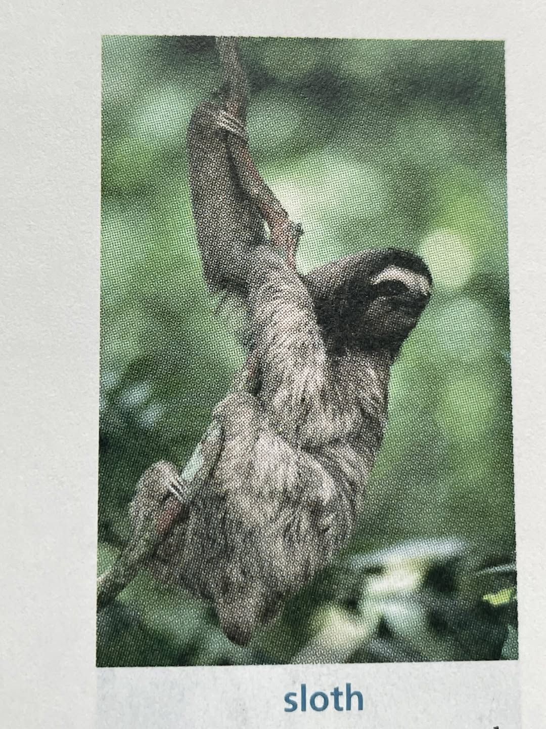 sloth in a tree
